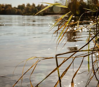 Немного солнца в холодной воде