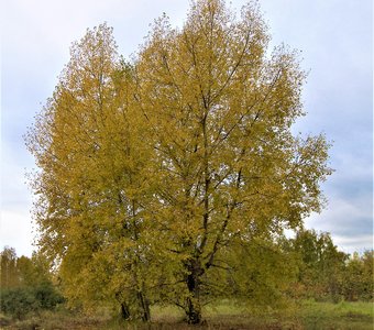 В осеннем порыве