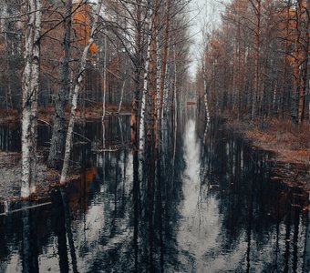 На Вируском болоте, Эстония