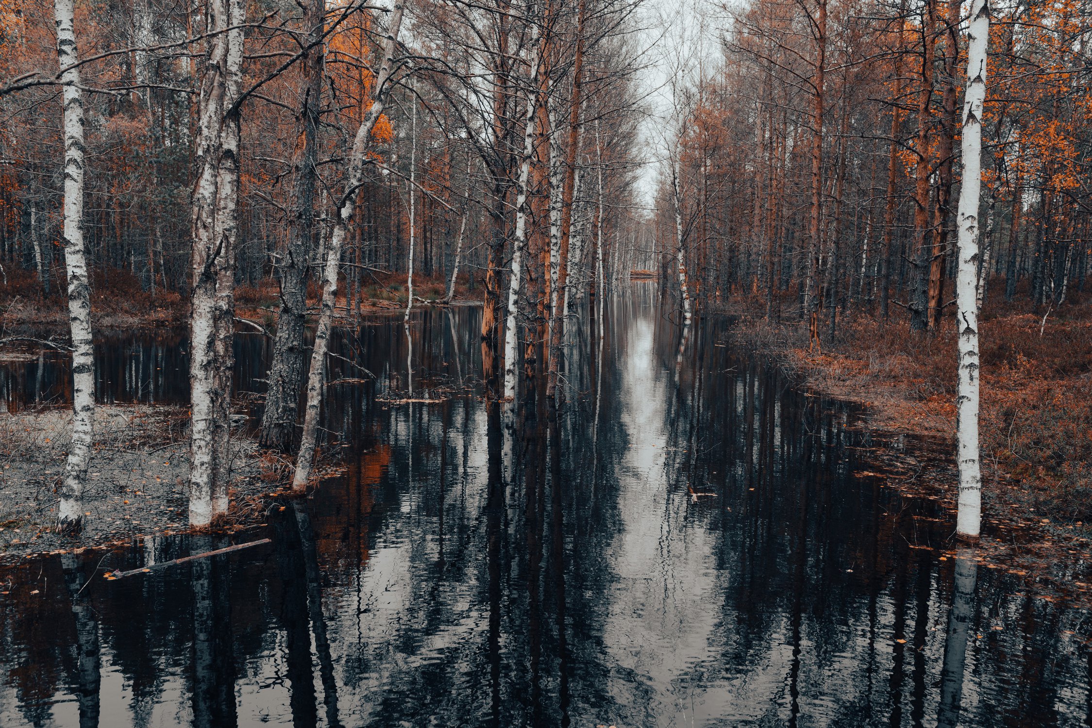 На Вируском болоте, Эстония