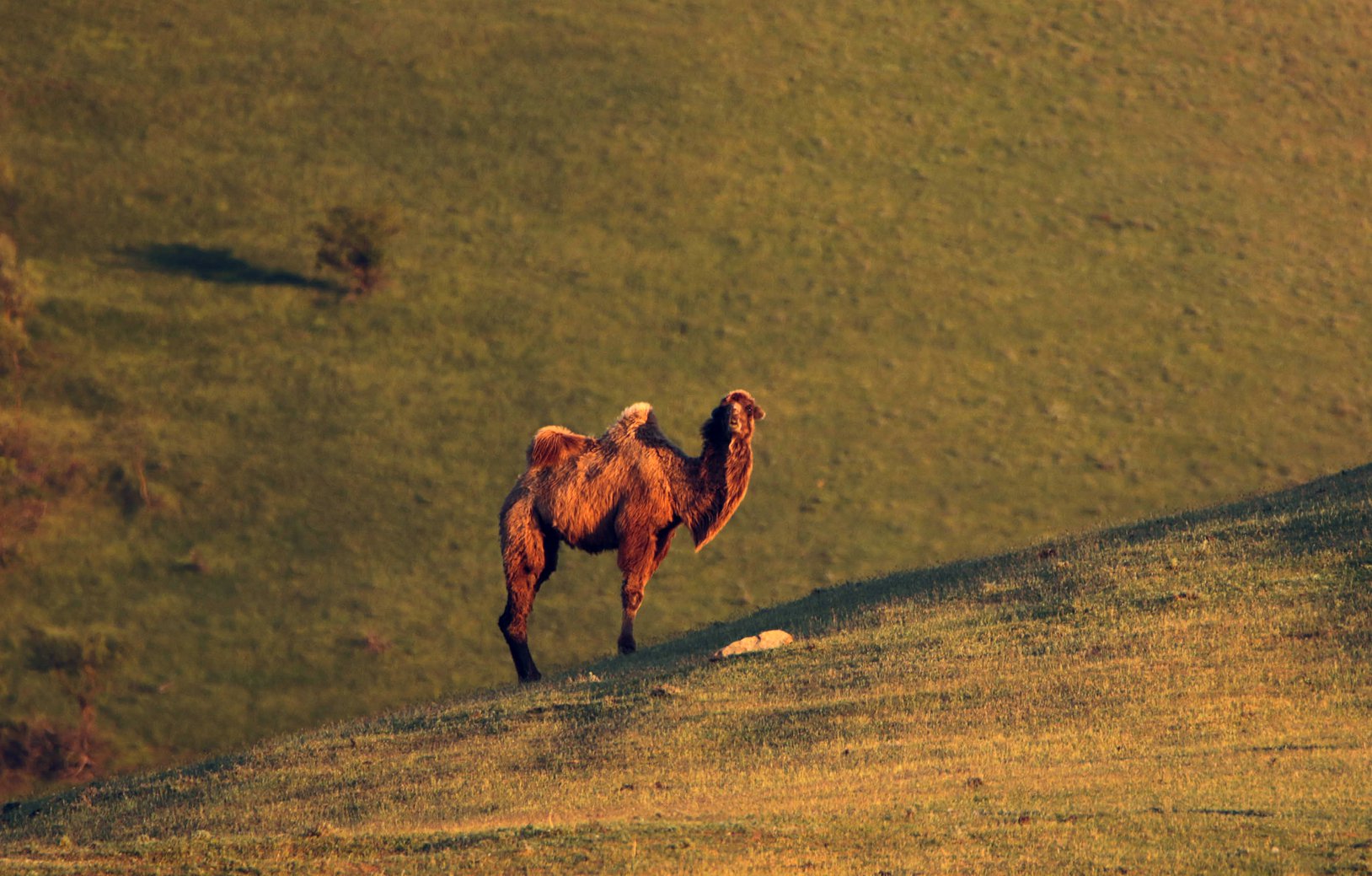 Верблюд в горах