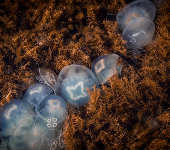 Медузы у берегов зимнего Черного моря