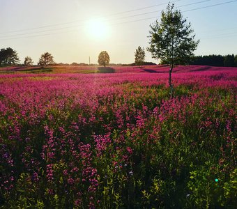 Краски лета