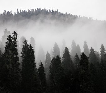 Туманные леса Абхазии
