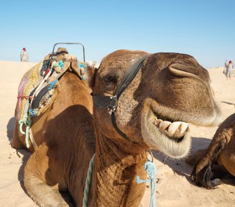 Верблюд Camel на привале