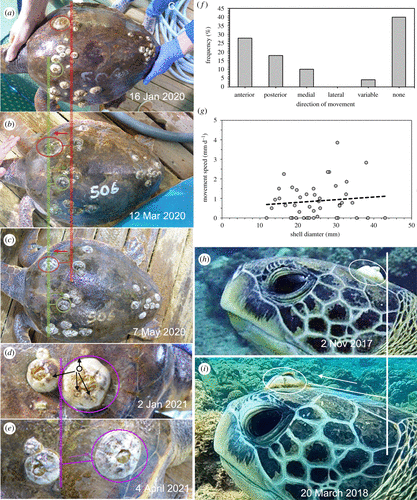 Фото: B.K.K. Chan et al/Proceedings of The Royal Society B 2021