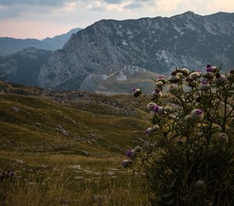 Чертополох в горах Черногории