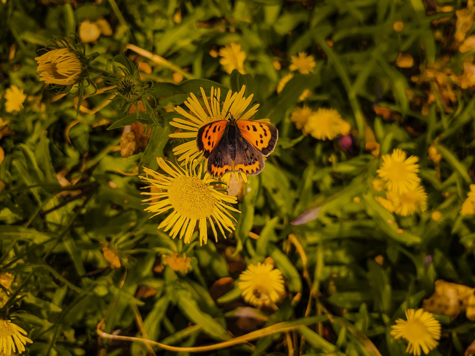 Бабочка на соцветиях одуванчиков