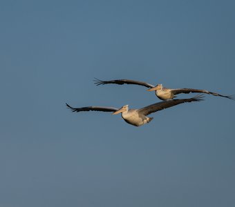 Пеликаны в полёте