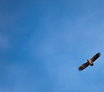 Молодой орлан-белохвост
