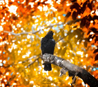 Осенний портрет черного дрозда (Turdus merula).