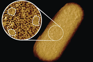 Уникальные фотографии бактерий: видно, как они защищаются от антибиотиков
