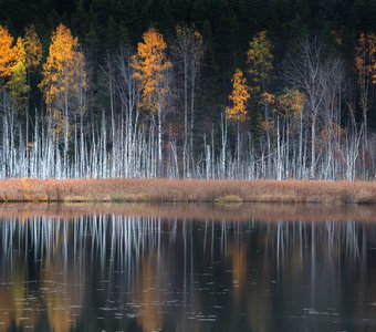 Поздняя осень на болоте