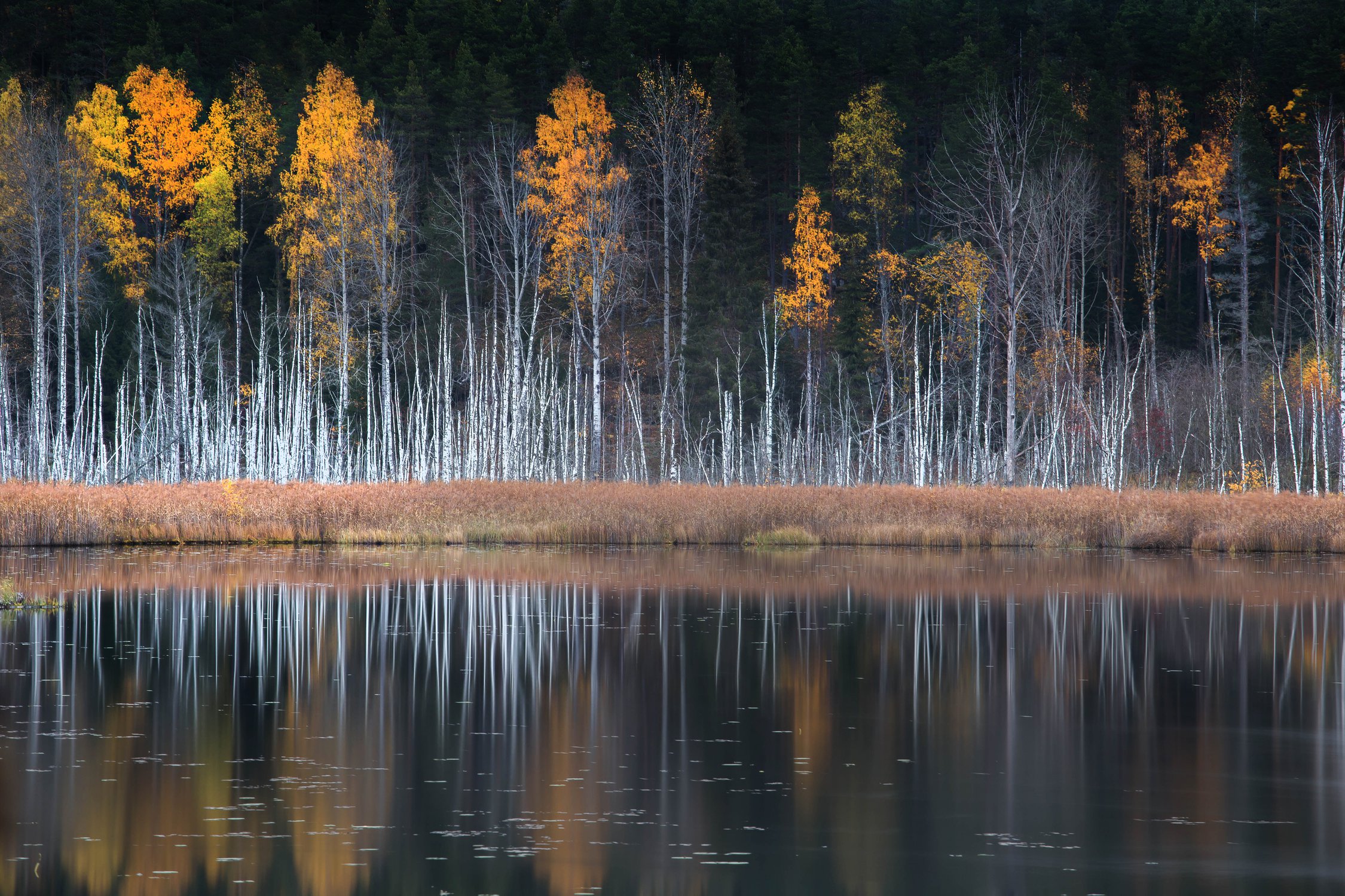 Поздняя осень на болоте