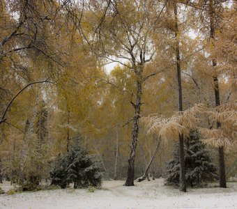 Первый снег в городском парке