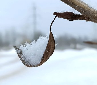 Колыбель для снежинок