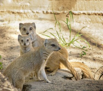 Семья мангустов
