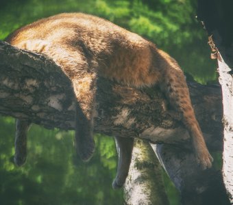 Сладкий сон на ветке