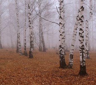 осень в тумане