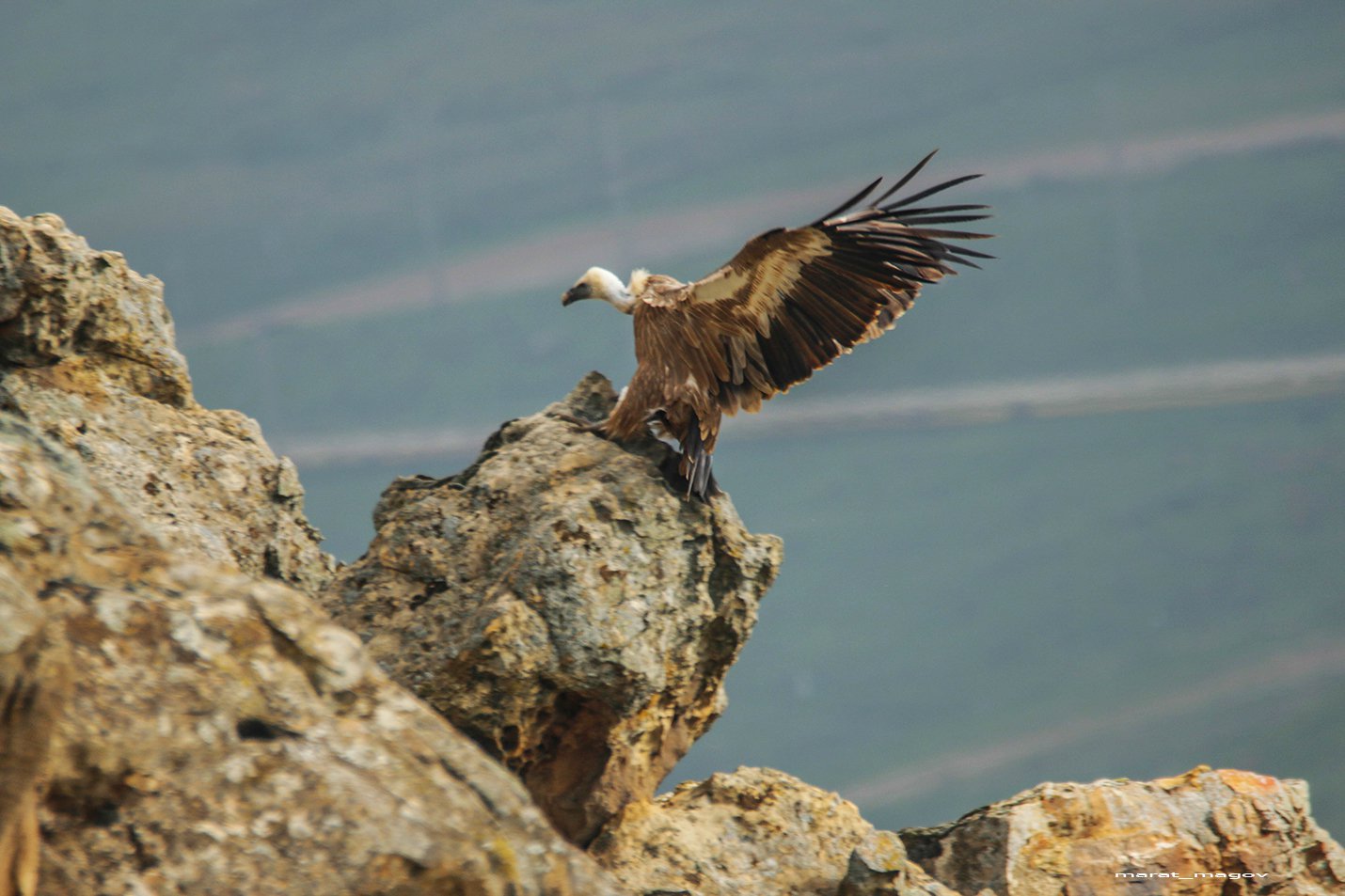 Белоголовый сип..