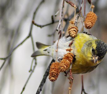 Чиж (Carduelis spinus)