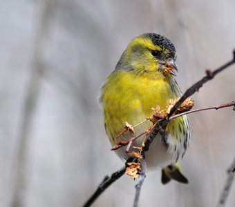 Чиж (Carduelis spinus)