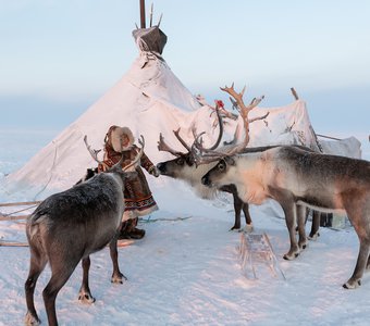 Ненецкая девочка Лиза в окружении северных оленей