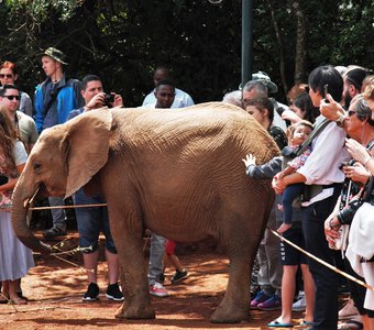 Слонёнок из приюта Дафны Шелдрика
