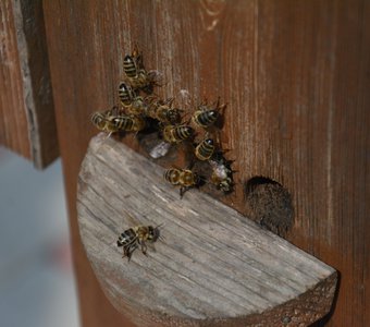 Пчелиный быт