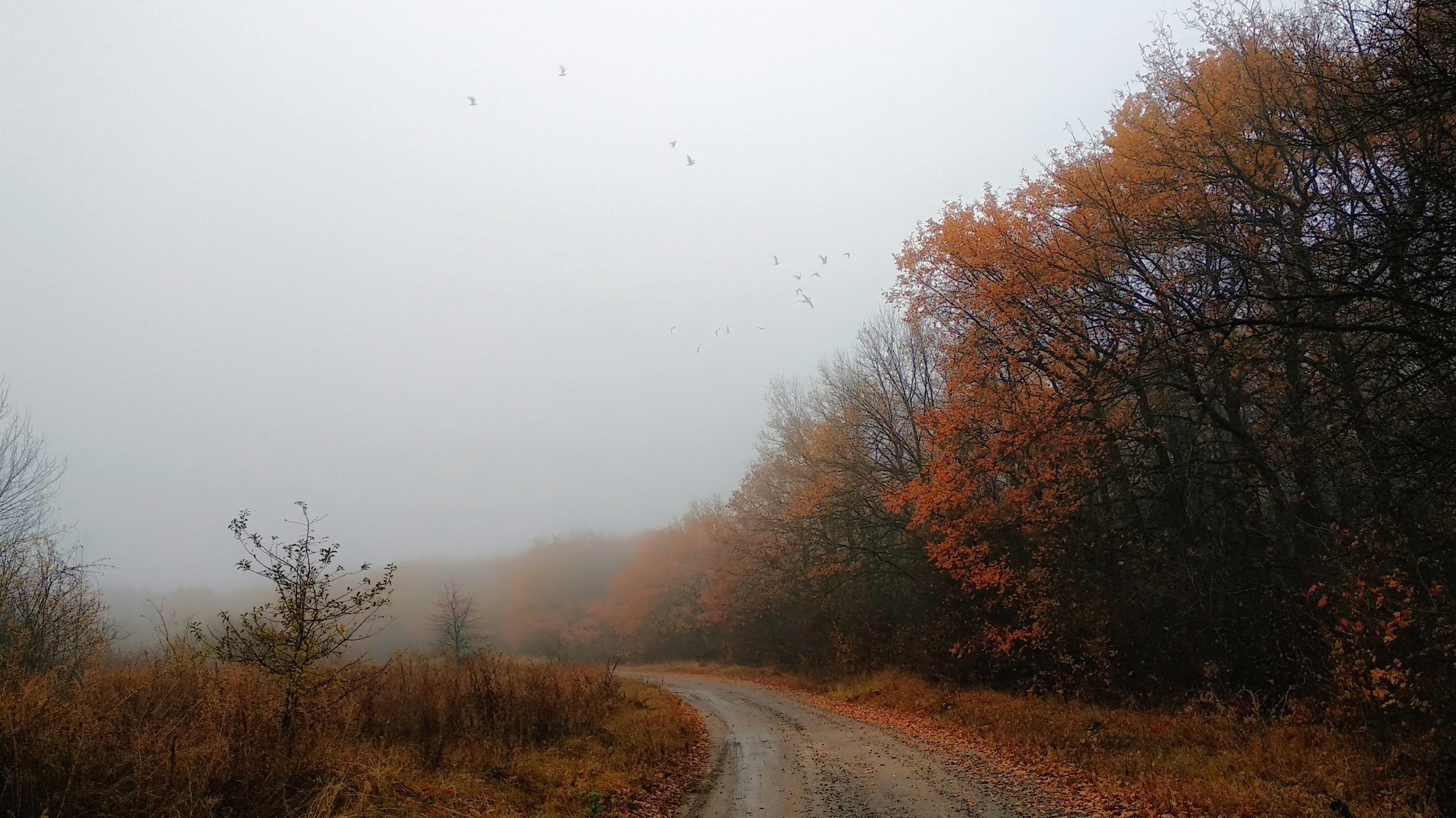 Октябрьский туман над дубовой рощей