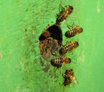Пчёлы за работай