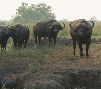 Африканские буйволы в дымке дальнего пожара #1
