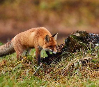 Охота лисицы на мышь