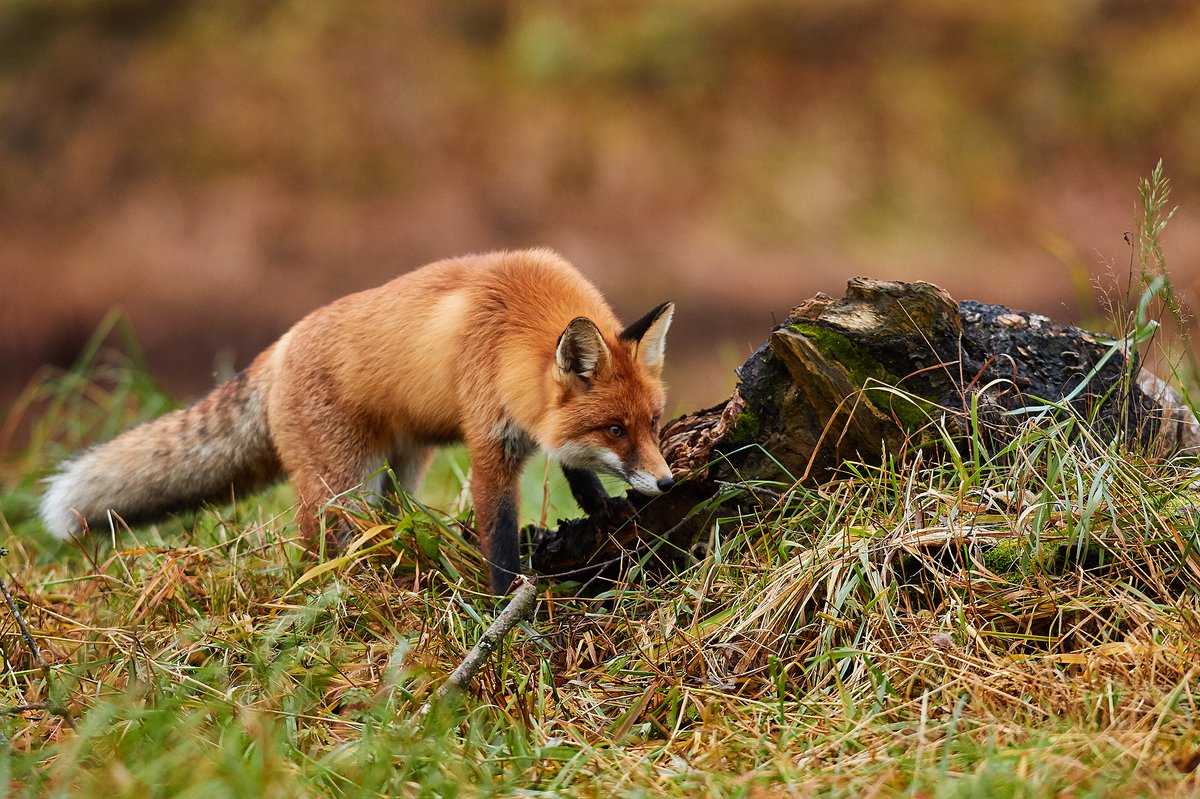 Fox сегодня. Лиса на охоте. Обыкновенная лисица охота. Лиса охотится ночью. Лисица охотится на мышей.