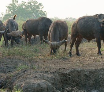 Африканские буйволы в дымке дальнего пожара #2