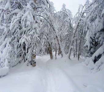 Деревья в снежном убранстве.
