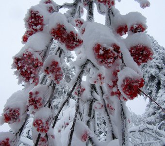 Рябинка в снежном сахаре.