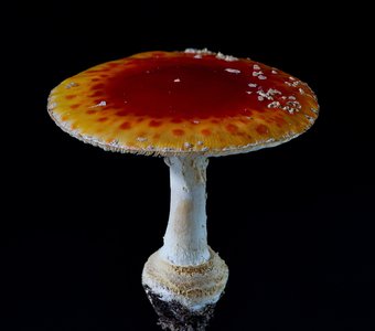 Amanita muscaria