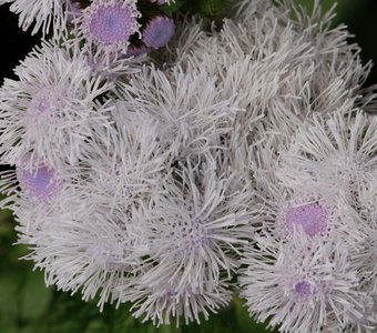 Агератум Гаустона