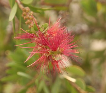 Каллистемон лимонный