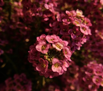 Лобулярия приморская