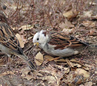 Домовый воробей (Passer domesticus)