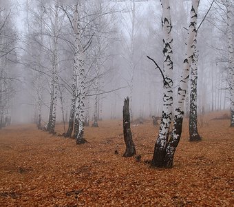 осень в березовой роще