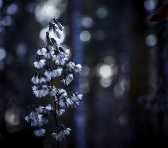 Волшебство