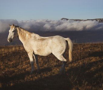 Чатыр-Даг и белая лошадь