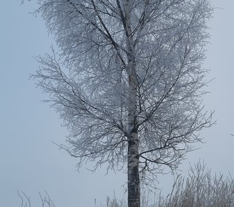 Заснеженное дерево.