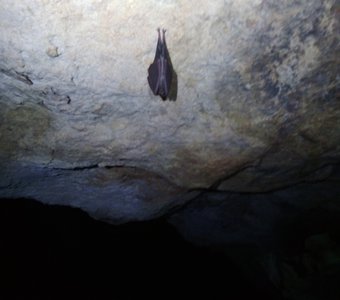 Летучая мышь в пещере Форосская, Крым.