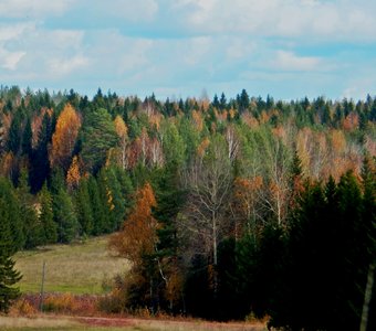 Лес осенью.