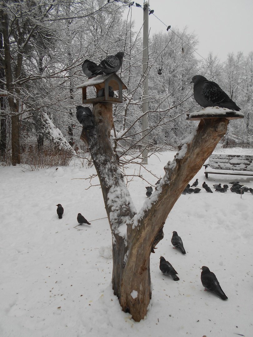 Голуби на снегу