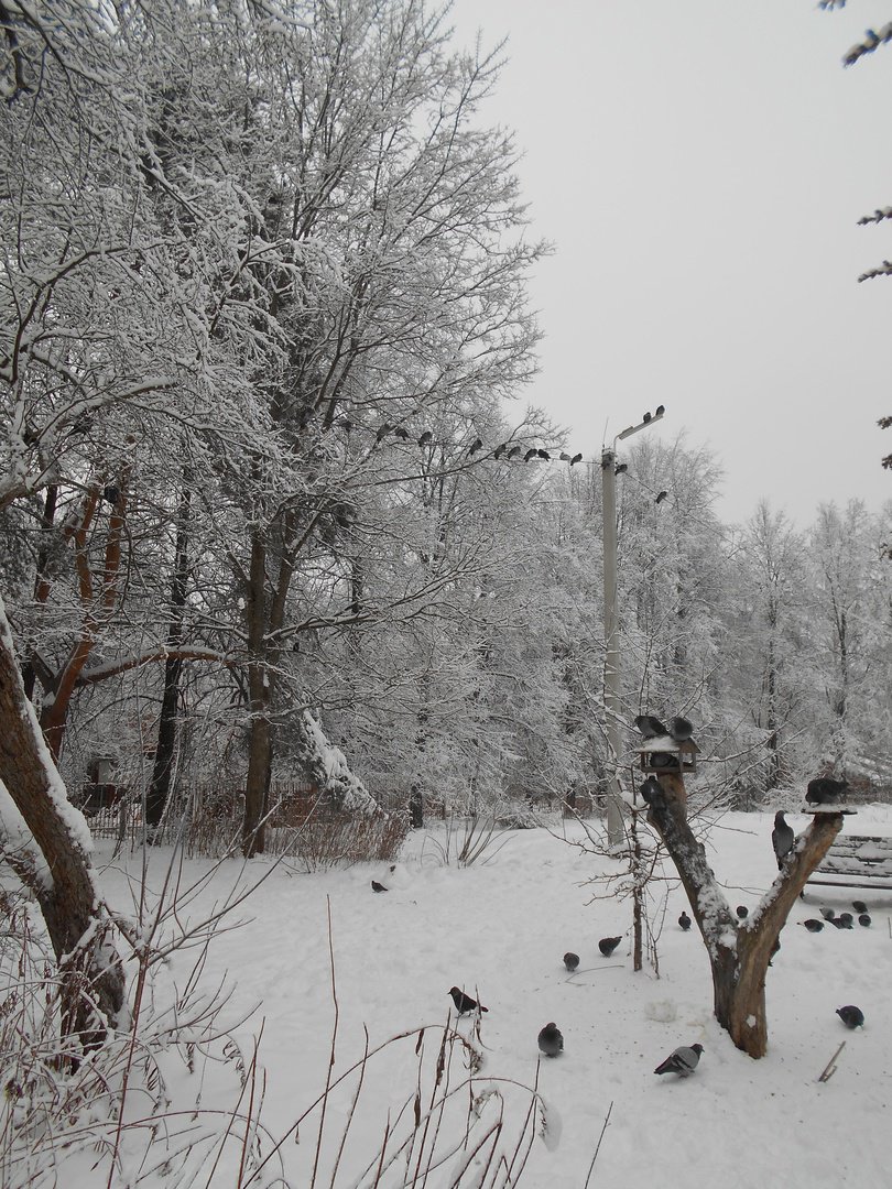 В зимнем парке